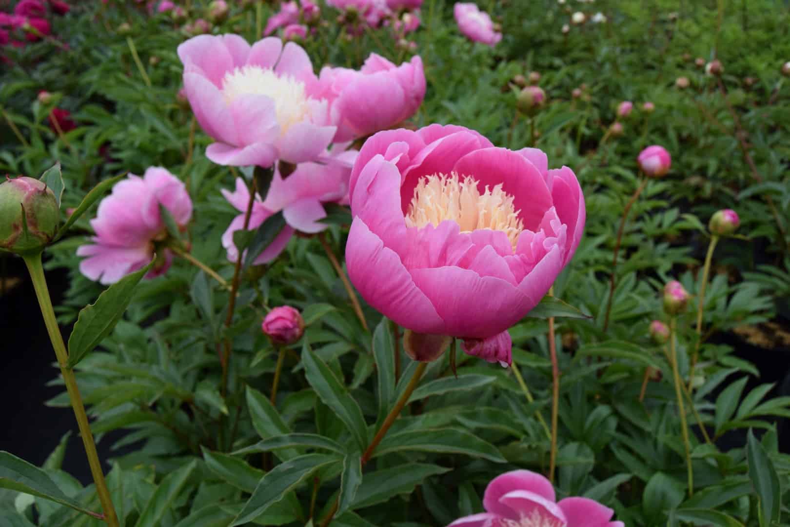 Paeonia lactiflora 'Bowl of Beauty'
